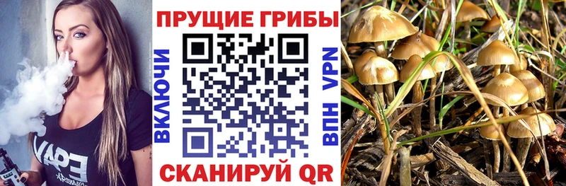 купить наркотик  Волжск  Псилоцибиновые грибы Psilocybe 